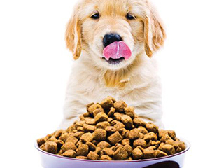 Whey Powder Animal Feed